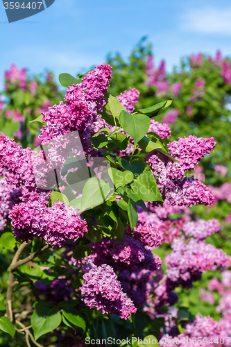 Image of purple lilac bush blooming in May day. City park