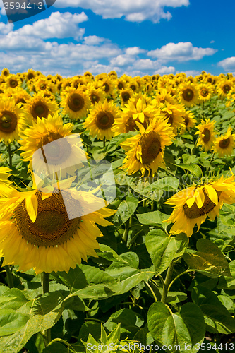 Image of sun flowers field in Ukraine sunflowers