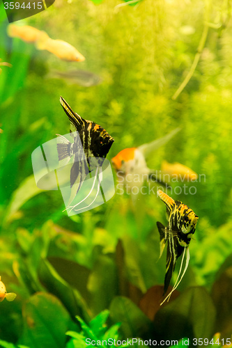 Image of Tropical fish PTEROPHYLLUM SCALARE