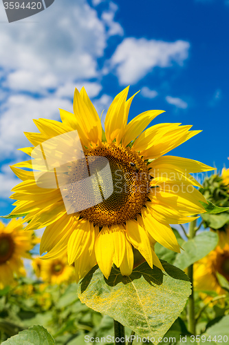 Image of sun flowers field in Ukraine sunflowers