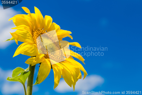 Image of sun flowers field in Ukraine sunflowers