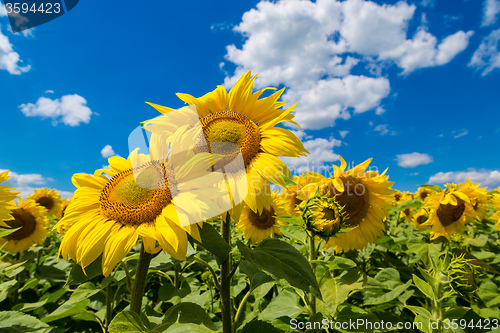 Image of sun flowers field in Ukraine sunflowers