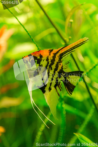 Image of Tropical fish PTEROPHYLLUM SCALARE