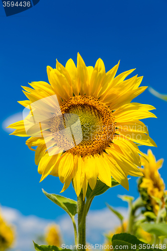 Image of sun flowers field in Ukraine sunflowers