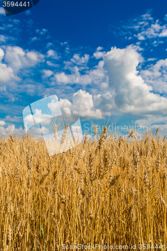 Image of A wheat field, fresh crop of wheat