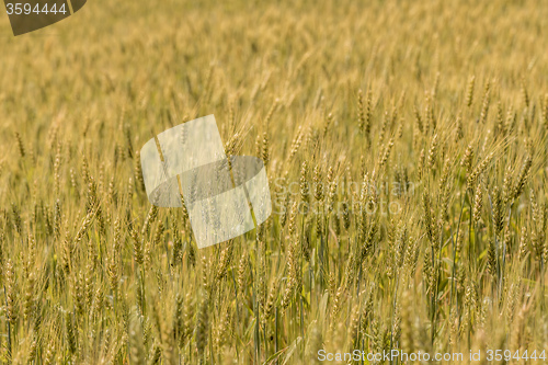 Image of A wheat field, fresh crop of wheat