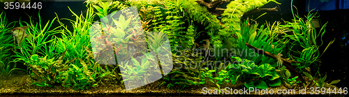 Image of Ttropical freshwater aquarium with fishes