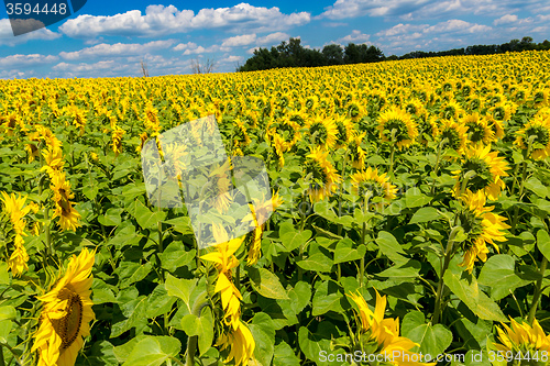 Image of sun flowers field in Ukraine sunflowers