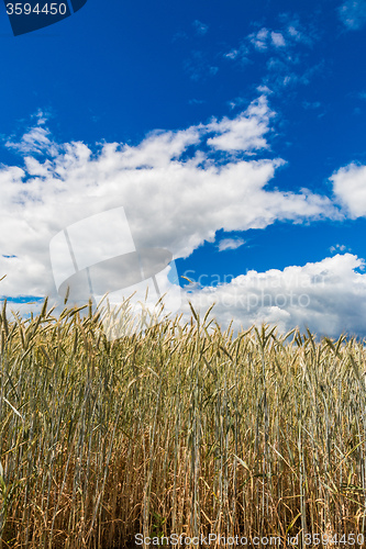 Image of A wheat field, fresh crop of wheat