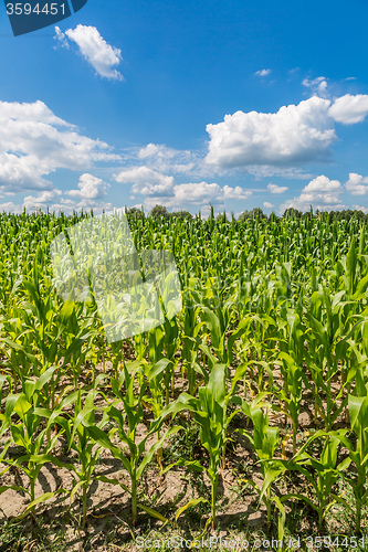 Image of Green corn field