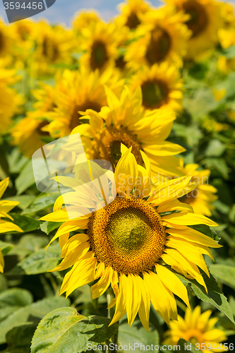 Image of sun flowers field in Ukraine sunflowers