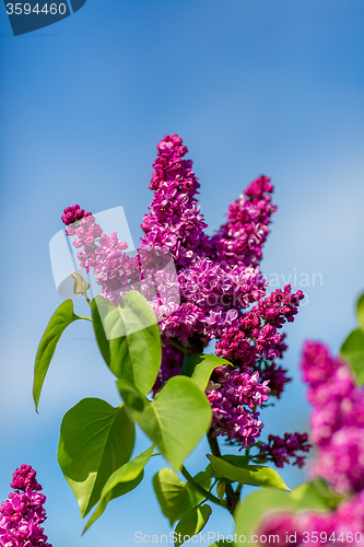 Image of purple lilac bush blooming in May day. City park