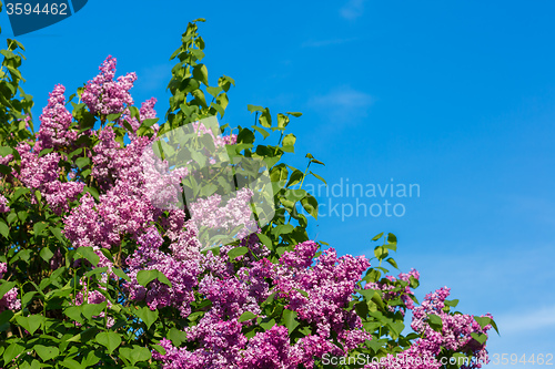 Image of purple lilac bush blooming in May day. City park