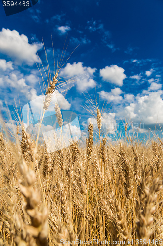 Image of A wheat field, fresh crop of wheat
