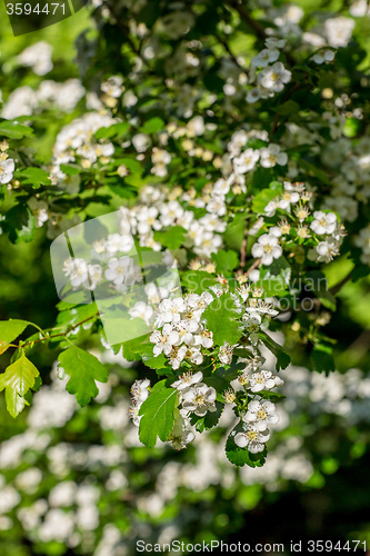 Image of White  flowers of the cherry blossoms