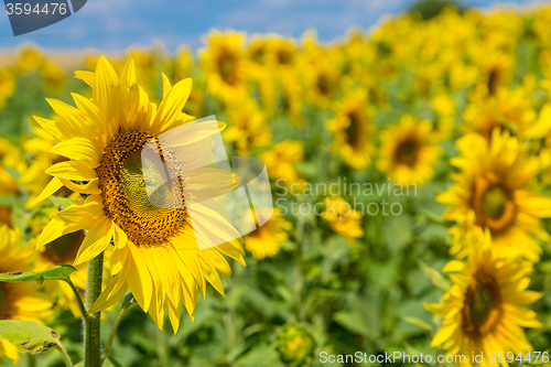 Image of sun flowers field in Ukraine sunflowers