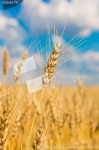 Image of A wheat field, fresh crop of wheat