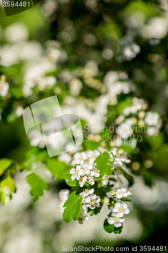 Image of White  flowers of the cherry blossoms