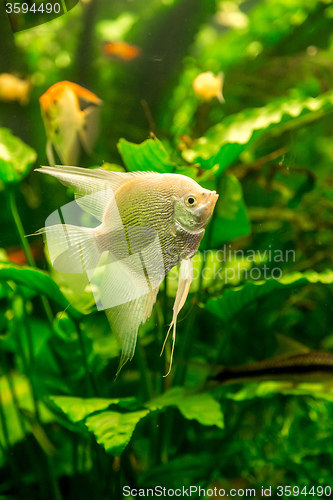 Image of Tropical fish PTEROPHYLLUM SCALARE