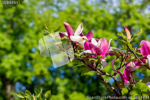 Image of Magnolia tree blossom in springtime