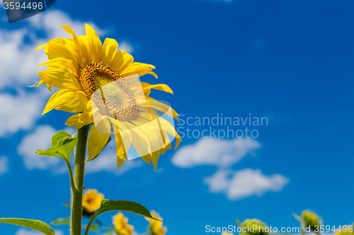 Image of sun flowers field in Ukraine sunflowers