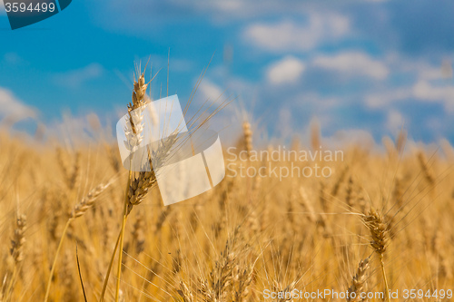 Image of A wheat field, fresh crop of wheat