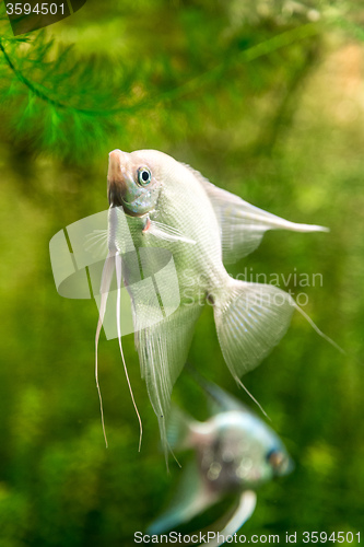 Image of Tropical fish PTEROPHYLLUM SCALARE