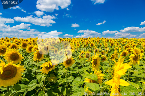 Image of sun flowers field in Ukraine sunflowers