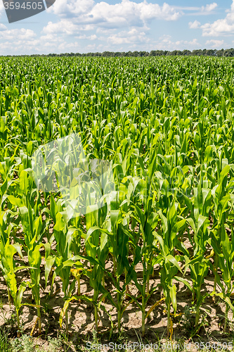 Image of Green corn field
