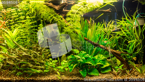 Image of Ttropical freshwater aquarium with fishes