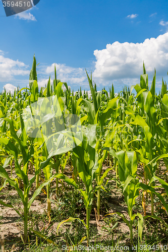 Image of Green corn field