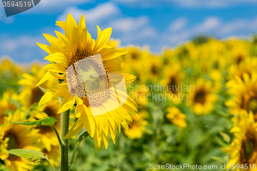 Image of sun flowers field in Ukraine sunflowers