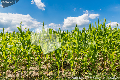 Image of Green corn field