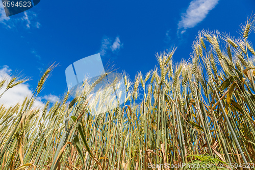 Image of A wheat field, fresh crop of wheat