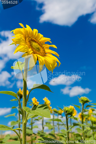 Image of sun flowers field in Ukraine sunflowers