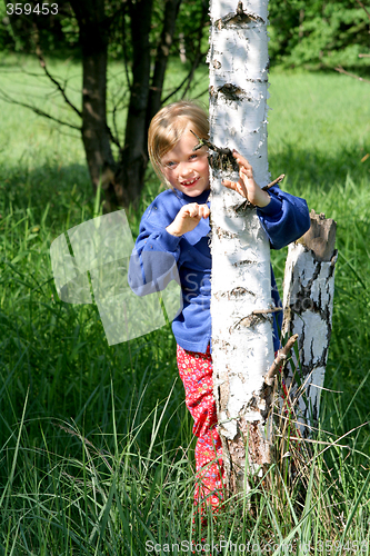 Image of Birch grove