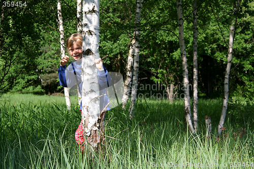 Image of Birch grove