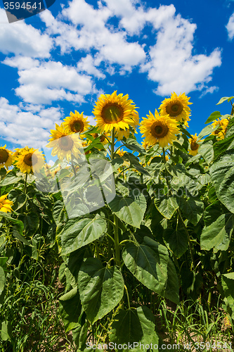 Image of sun flowers field in Ukraine sunflowers