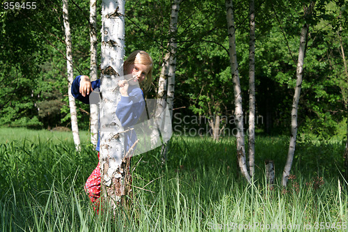 Image of Birch grove