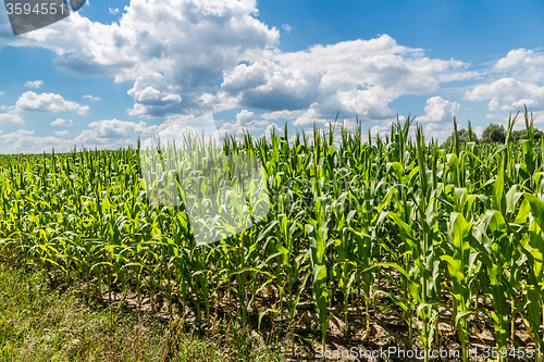 Image of Green corn field