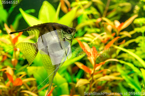 Image of Tropical fish PTEROPHYLLUM SCALARE