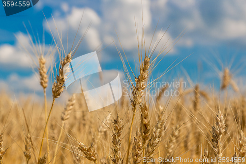 Image of A wheat field, fresh crop of wheat