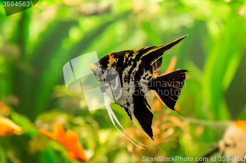 Image of Tropical fish PTEROPHYLLUM SCALARE