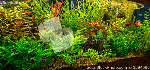 Image of Ttropical freshwater aquarium with fishes