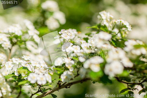 Image of White  flowers of the cherry blossoms