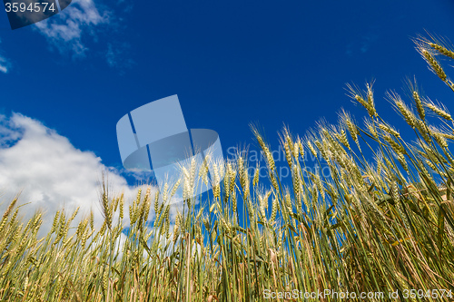 Image of A wheat field, fresh crop of wheat