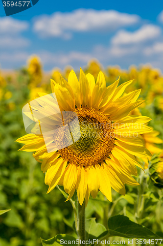 Image of sun flowers field in Ukraine sunflowers