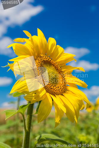 Image of sun flowers field in Ukraine sunflowers