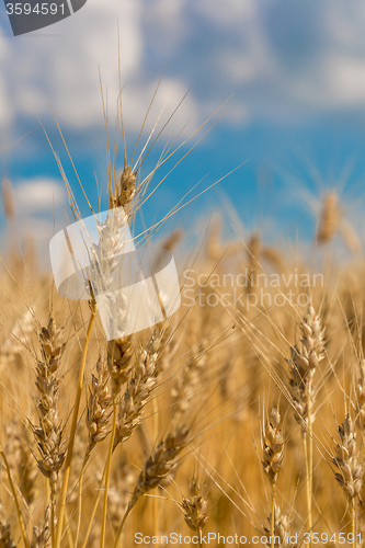Image of A wheat field, fresh crop of wheat