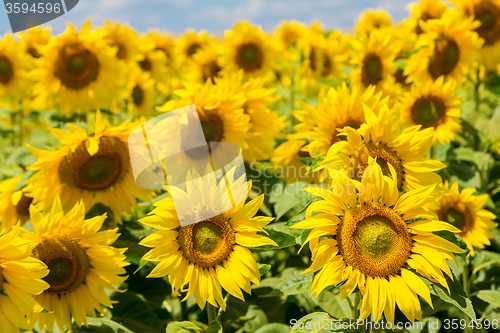 Image of sun flowers field in Ukraine sunflowers